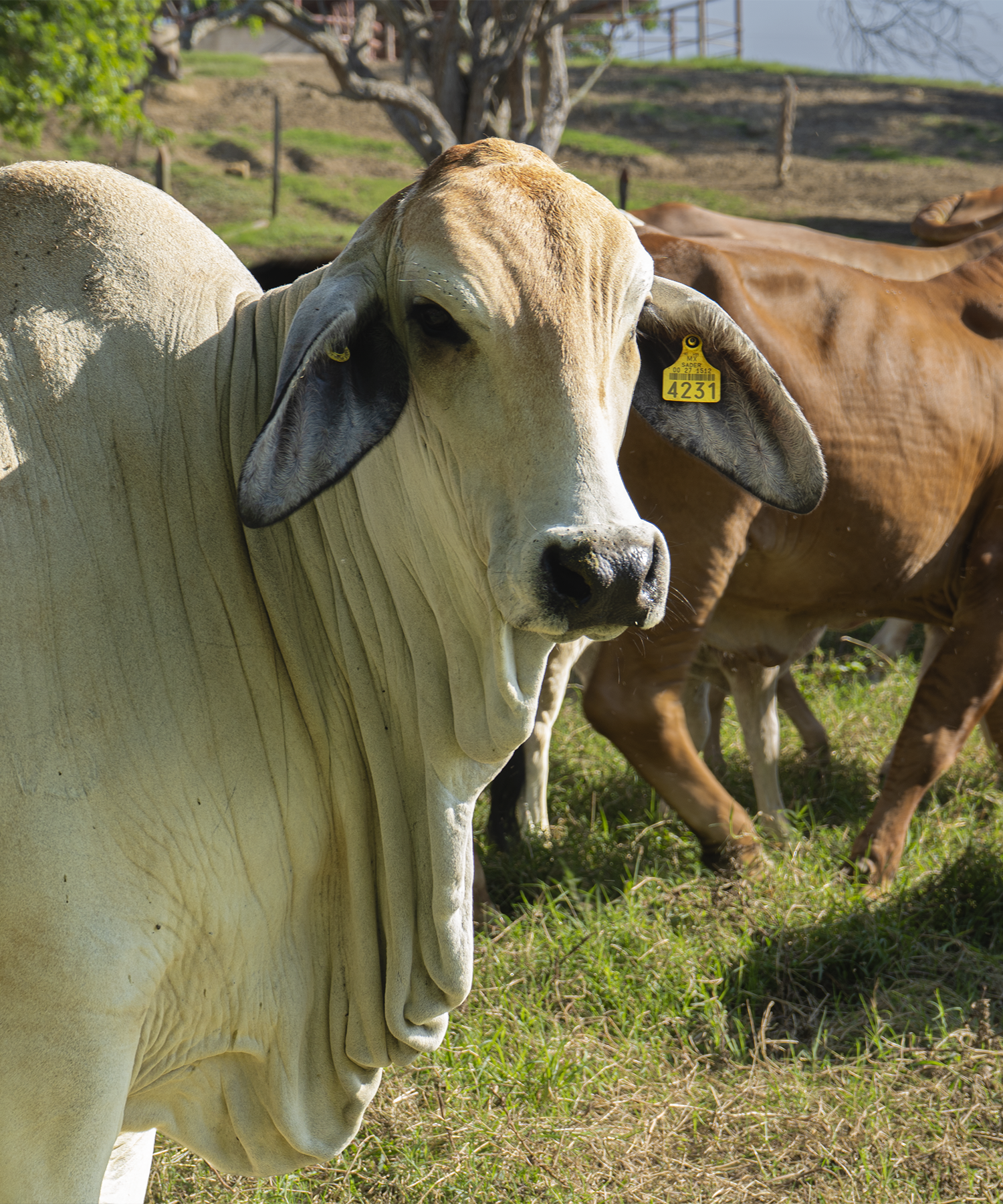 Muestra de ganado en el día de campo de GANARE 2025