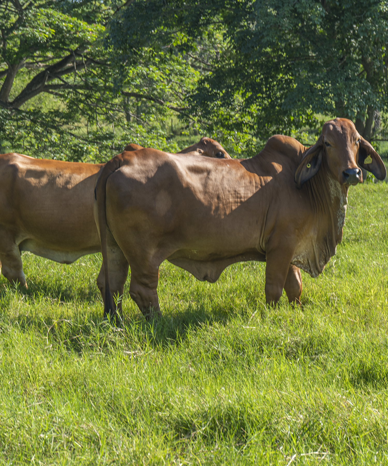 Muestra de ganado en el día de campo de GANARE 2025